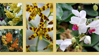 Seductoras Orquídeas 2015 en Kew Gardens