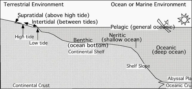 Fossils and Their Environments