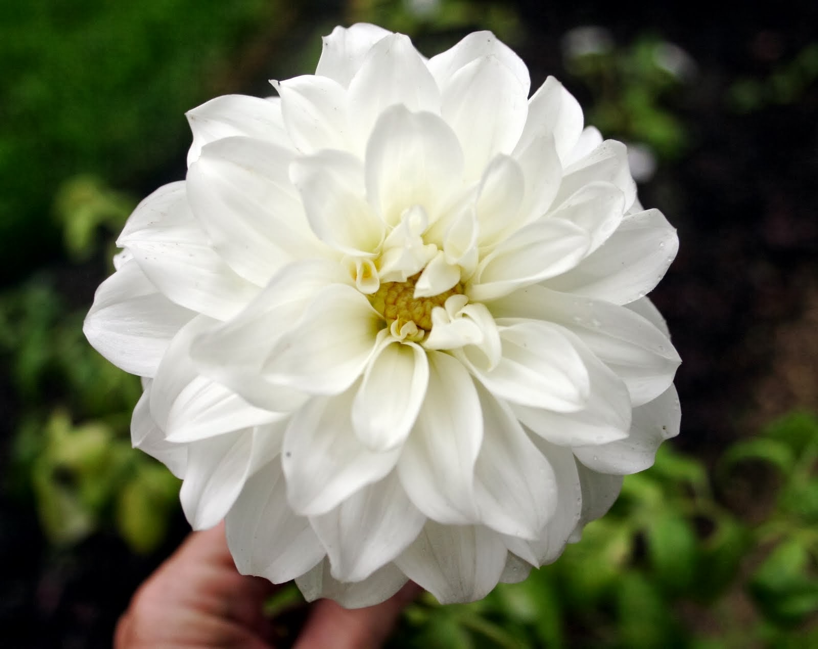 white dahlia flowers.