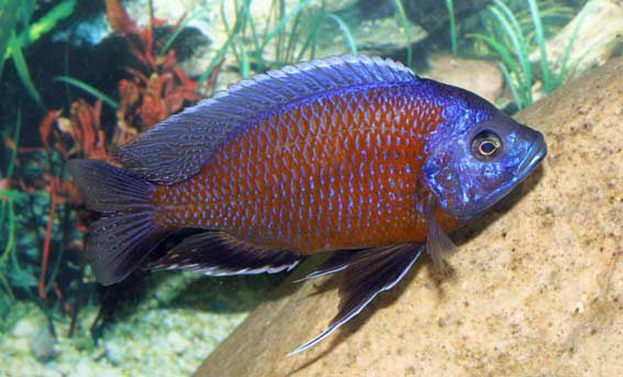Shamudra Bilash Cichlid Fish