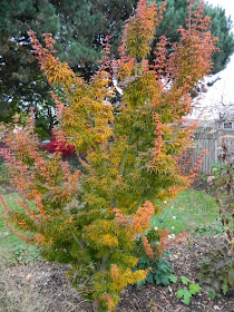 Acer palmatum Shishigashira Lion's Head Japanese maple autumn colour by garden muses-a Toronto gardening blog