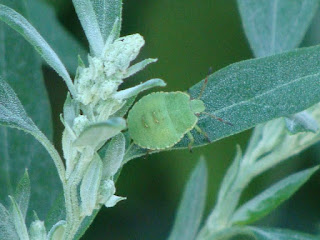 Palomena prasina nymph (4th instar) DSC23109