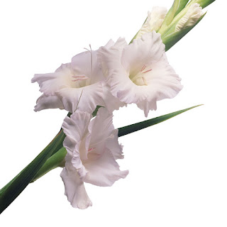 Цветок женского имени Жанна гладиолус