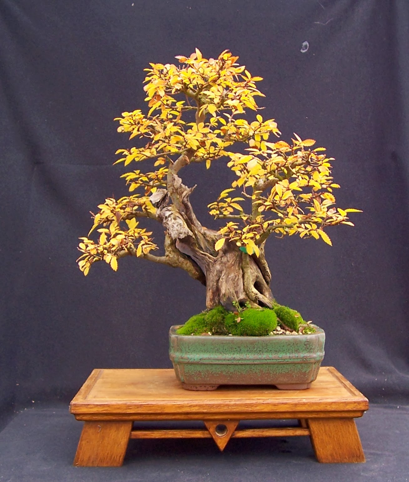 MiKo Bonsai Last bit of Autumn Colour