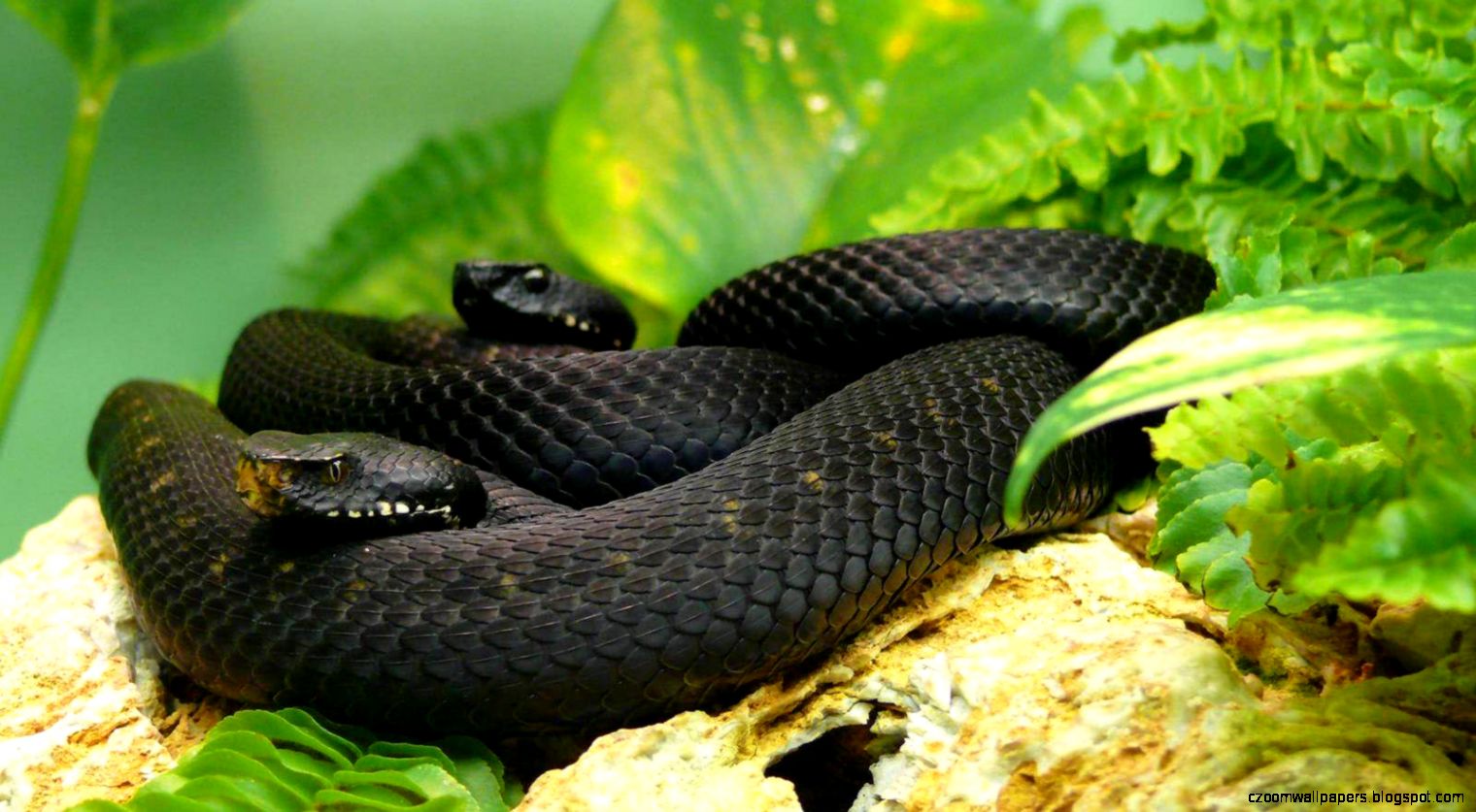 Awesome Hd Wallpapers Of Black Mamba Snake In Grass