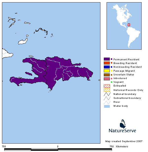 Barrancolí picogrueso Broad-billed Tody; Todus subulatus (Gray, 1847)