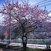 Japanese cherry blossoms blooming beautifully at the foot of Fansipan mountain