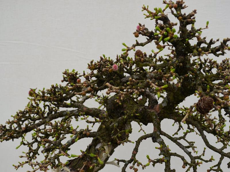 BonsaiFotoAusstellung: HAI-YAMA-TEN 2014