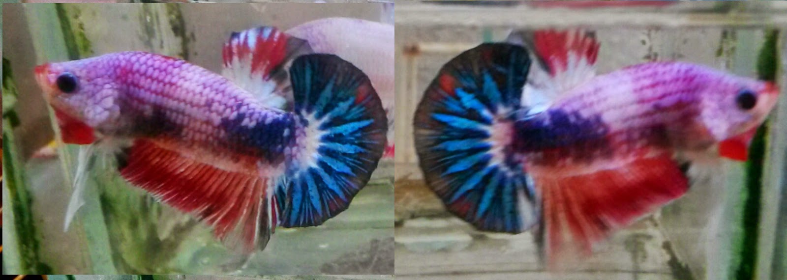piekybettahouse: betta ikan laga hmpk fancy aoc marble