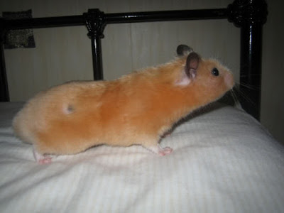 Syrian Hamster profile