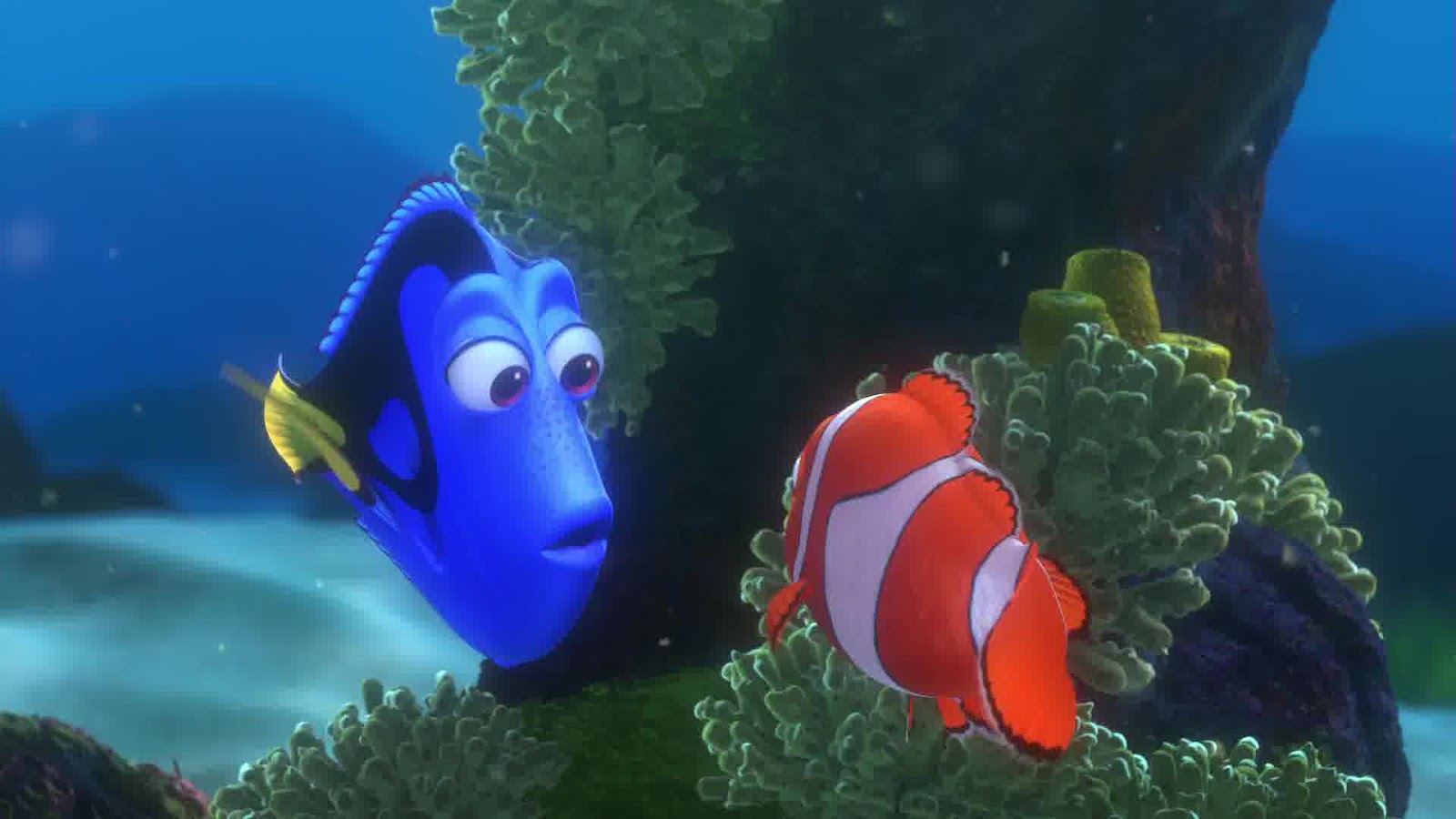 Капитан немо рыбка. Сосед немо. Рыбка дори. Дори рыбка из немо. Сосед немо.