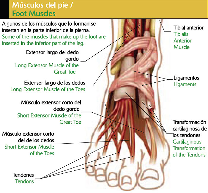 Musculos intrinsecos del pie y sus funciones