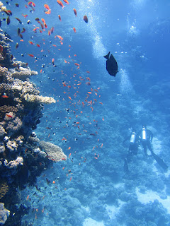 https://pixabay.com/en/divers-underwater-ocean-swim-fish-123286/