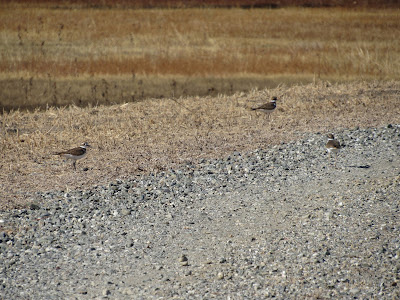 Llano Seco Unit California