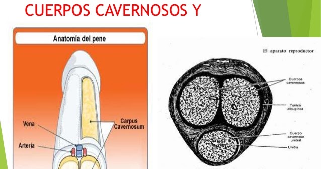 Como causar a él el placer por el pequeño miembro