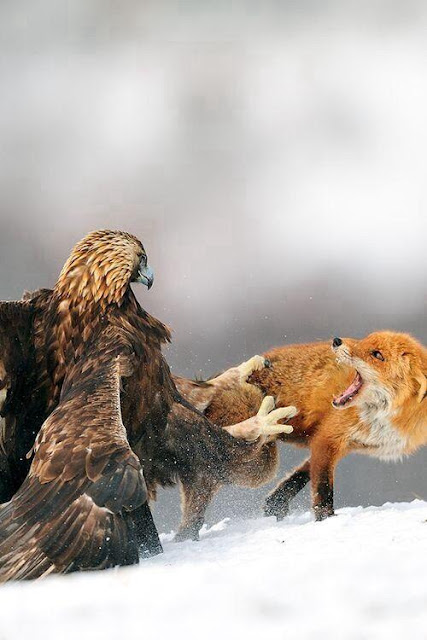 Golden Eagle versus Red Fox