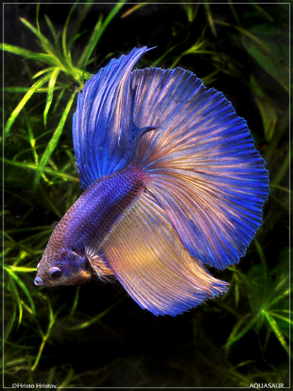 BETTA FISH PICTURES ~ P.B.T