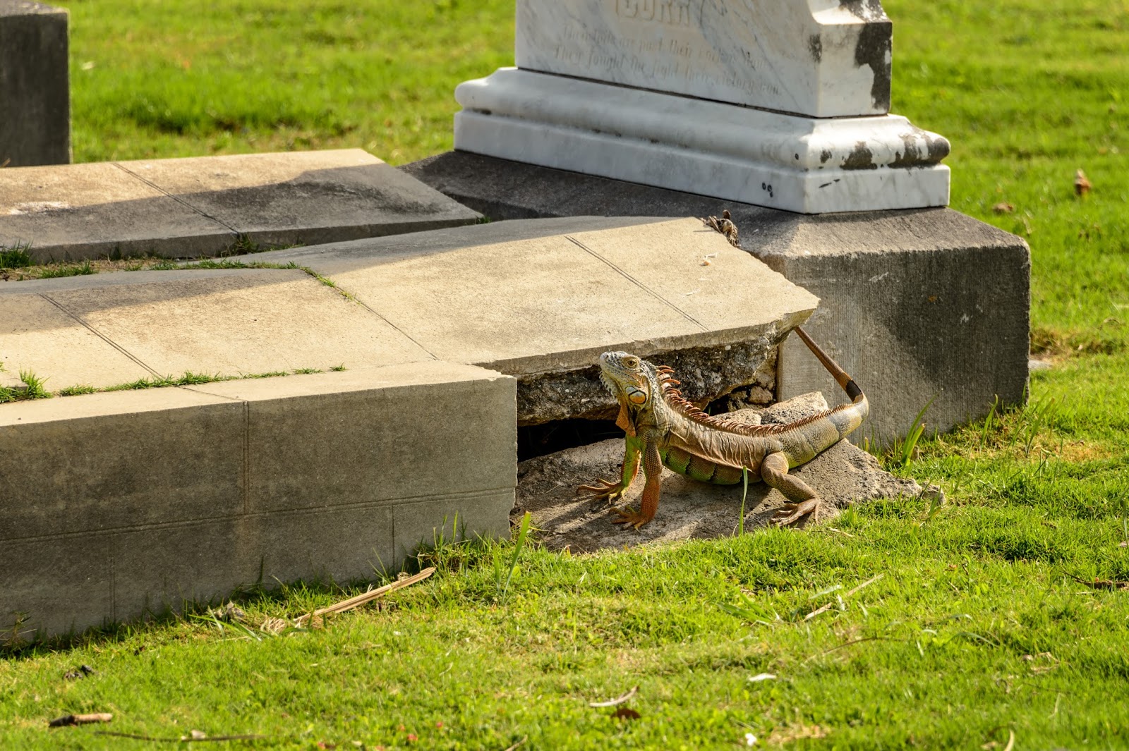 Bubba's Garage Looking for Iguanas at the Key West Cemetery