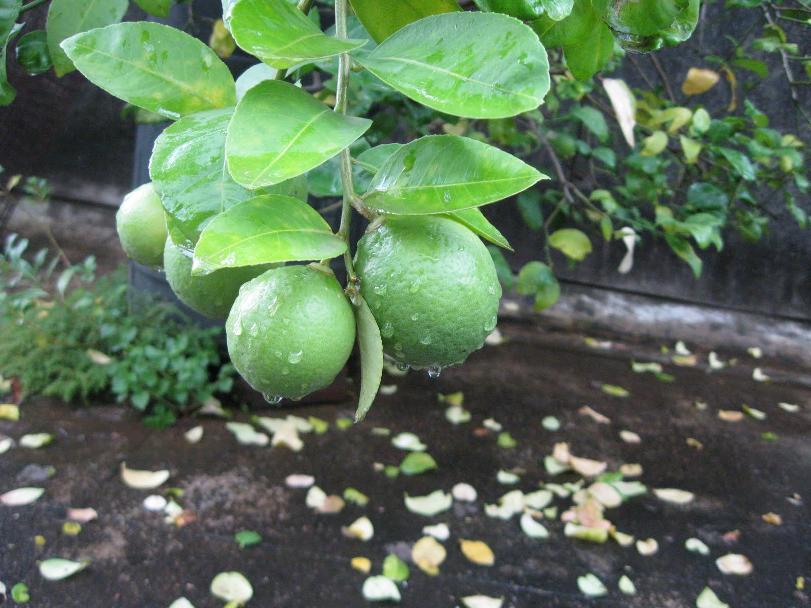 Terrace Garden Mumbai India