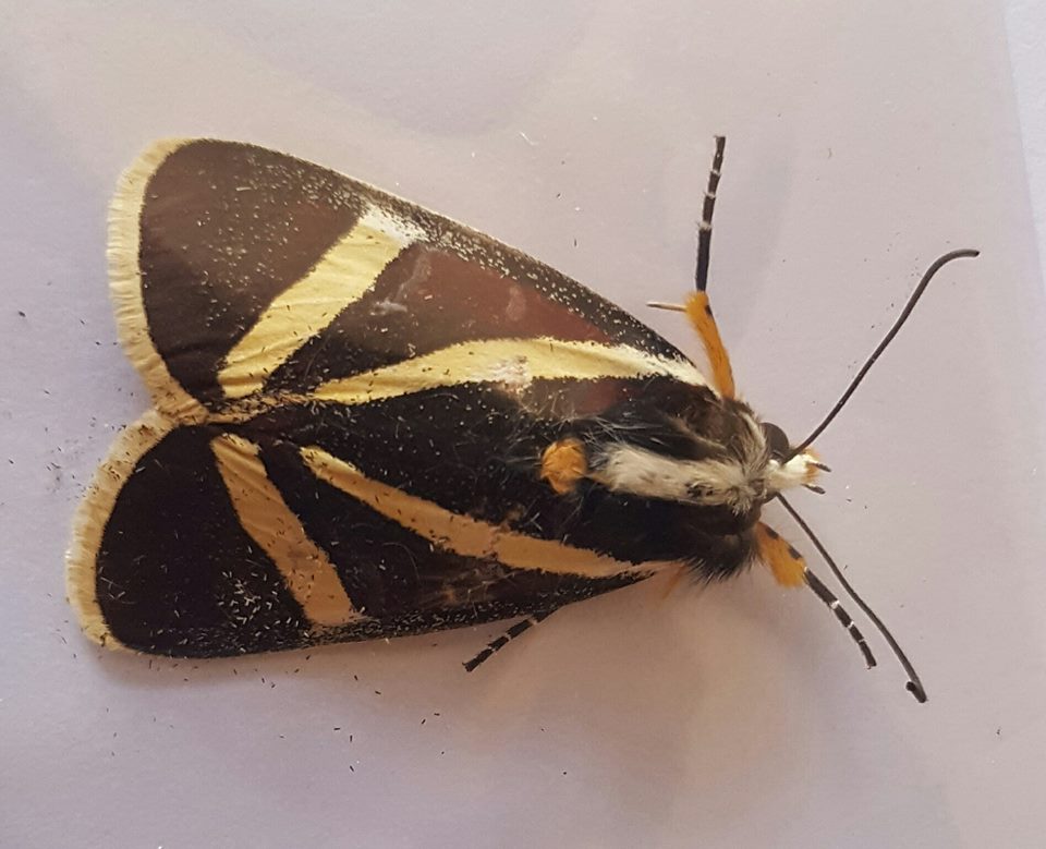 African Moths Noctuidae