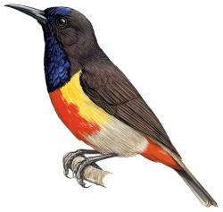 burung madu kolibri