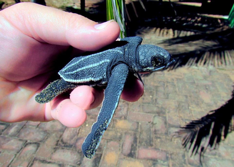 Casa Delfin Sonriente's Blog: Hatchling Leatherback Sea Turtles