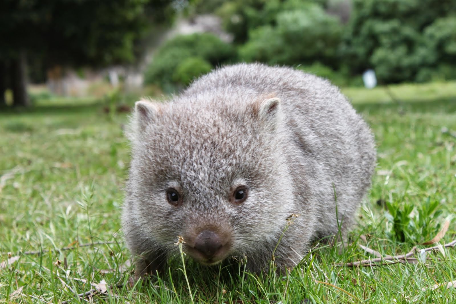 Animals of the world: Wombat