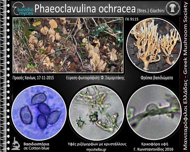 Phaeoclavulina ochracea (Bres.) Giachini