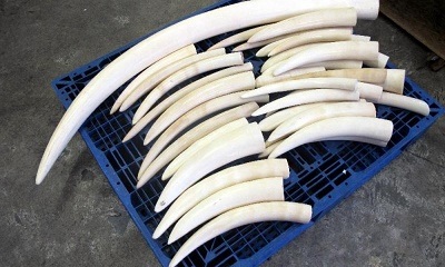 Nigerian Customs Arrests Chinese Nationals for Smuggling Elephant Tusks