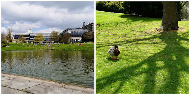 University of Bath and ducks