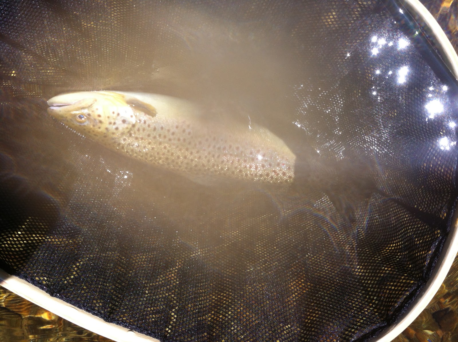 Quinapoxet River Fly Fishing Westfield River (Indian Hollow Campground)
