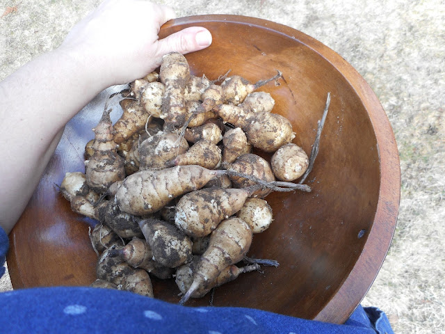 Fresh Harvest of Jerusalem Artichokes in a wooden  bowl