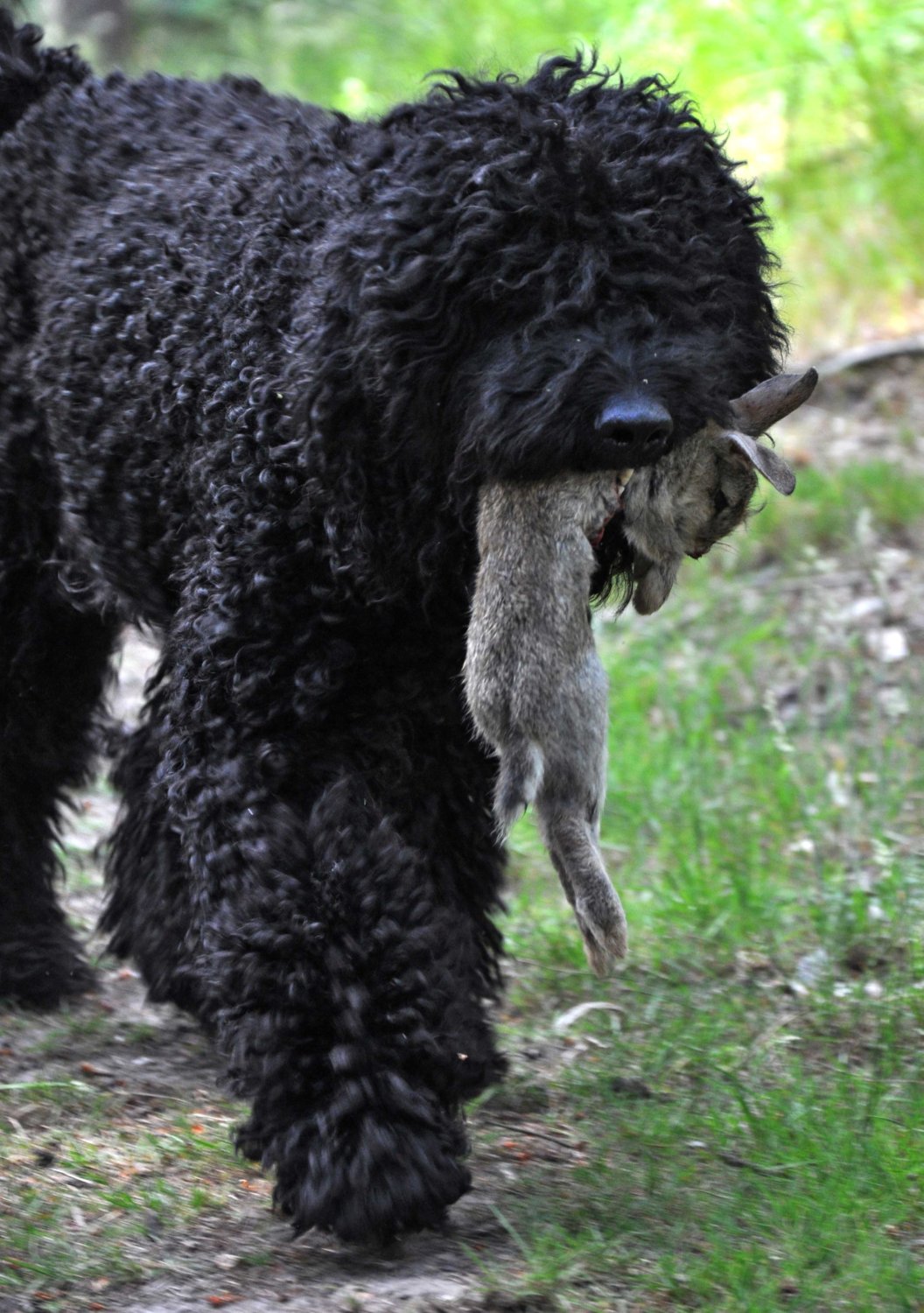 Novaforesta Barbets: April 2011