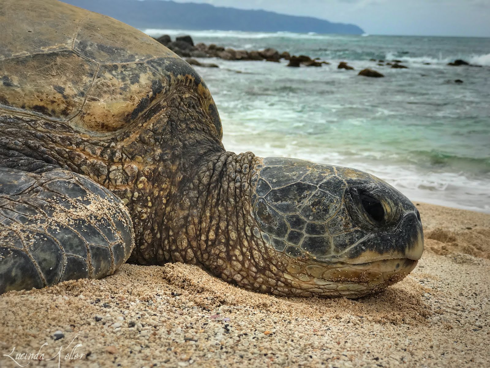 Why are sea turtles important picture