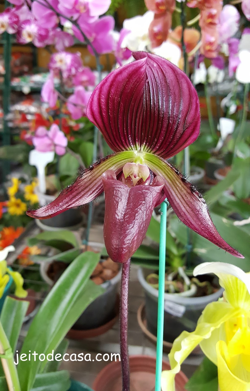Orquídea sapatinho - orquídea de inverno - Jeito de Casa - Blog de  Decoração e Arquitetura