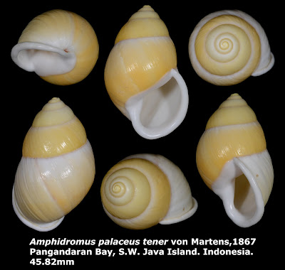 Amphidromus palaceus tener 45.82mm