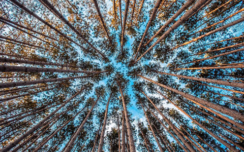 Overstory trees planted in a grove