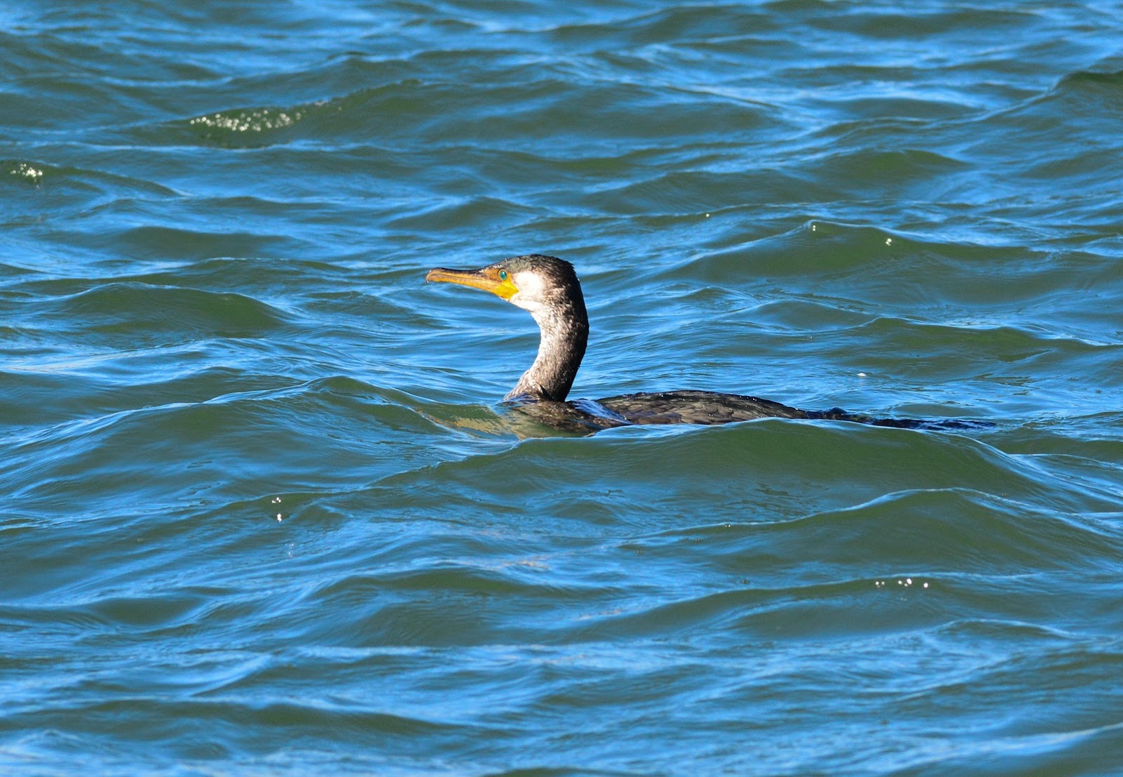 Bird Watching in Japan & Asia Birdwatching in Asahi City and Choshi Fishery Port, Chiba (30