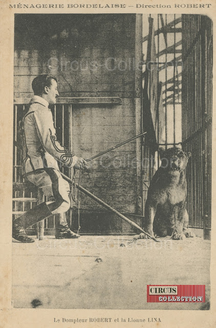 le dompteur Robert avec une lionne dans la cage . Carte postale ancienne 