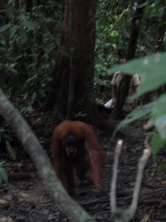 INDONESIA - Sumatra, Java, Bali, Gilis & Lombok - Blogs de Indonesia - Indonesia- Primera Etapa SUMATRA: Bukkit lawang y Samosir (16)