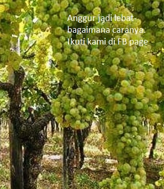7+ Arti Mimpi Berkebun Anggur Berbuah Lebat