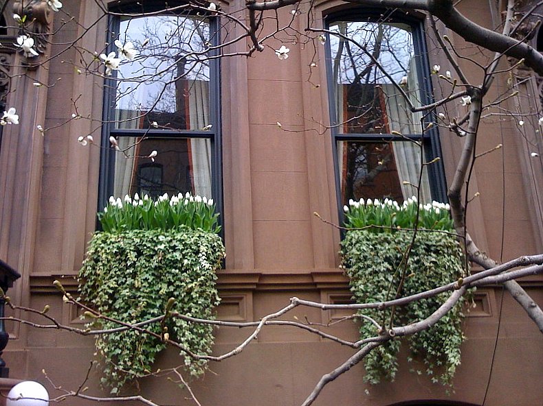 Tulip Window Box A Vintage Junket: Window Boxes