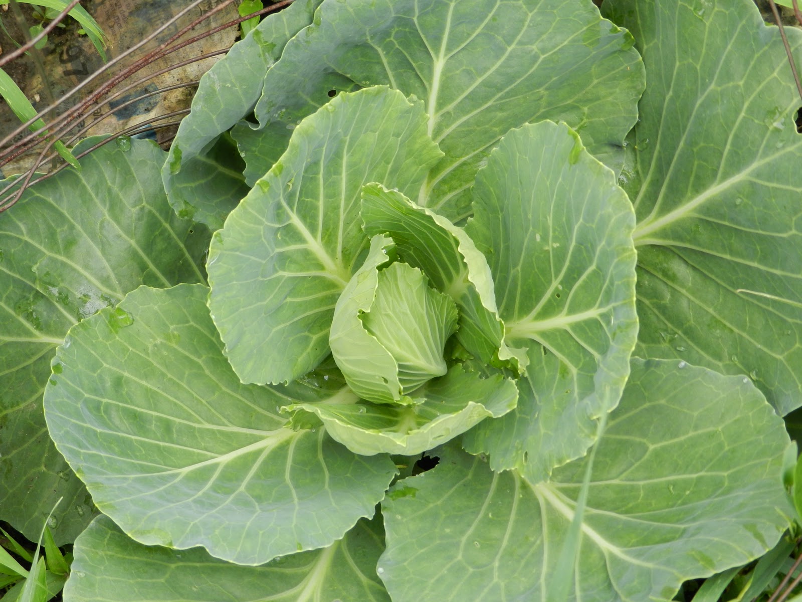 For the Love of Gardening: December 2011