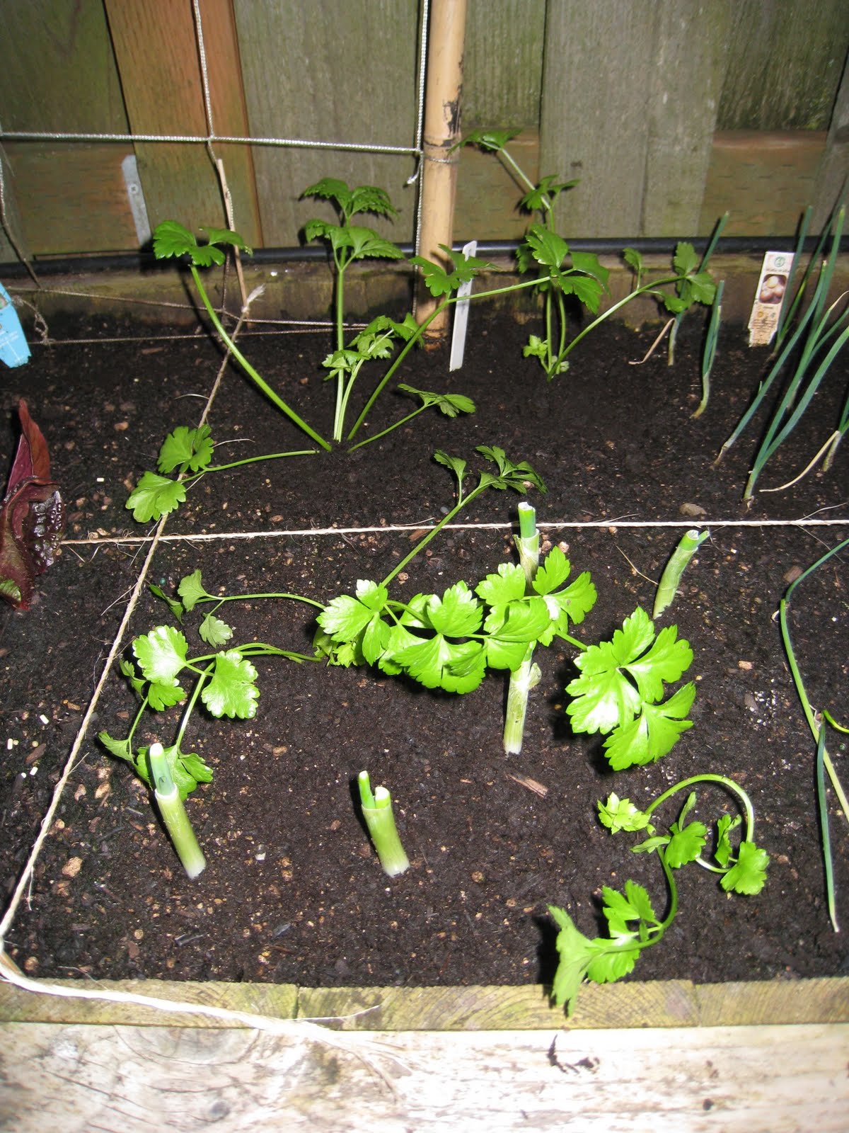 Tasty Travels... food talks, I listen: Bravely Transplanting Celery