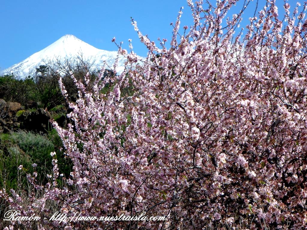 CLUB DE MONTAÑA MAJAN LA RUTA DE LOS ALMENDROS EN FLOR DE VALLE ARRIBA