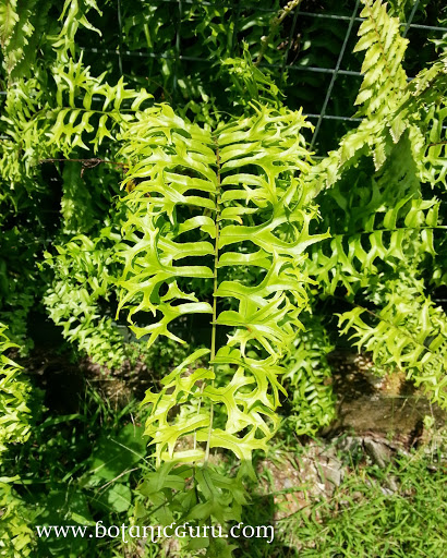 Nephrolepis falcata