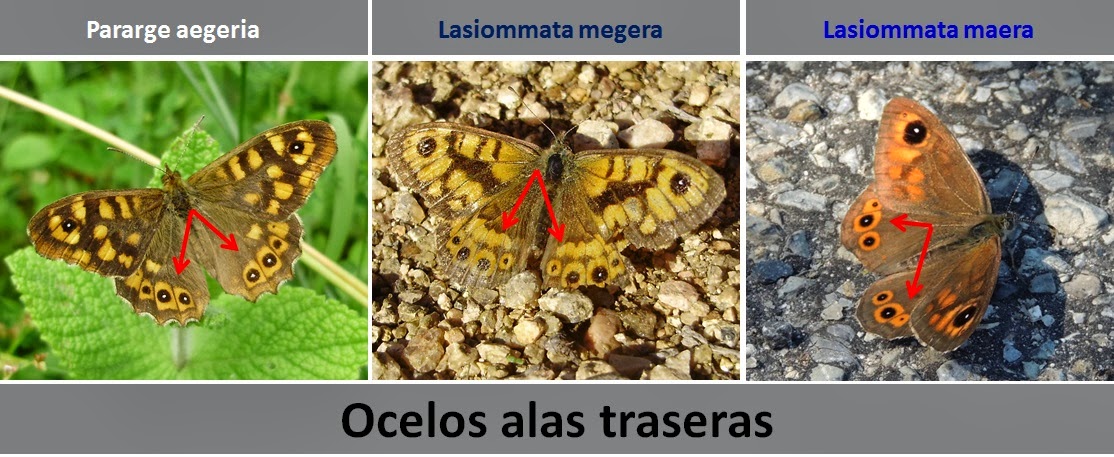 Diferencias Ocelos anverso alas traseras de Pararge aegeria, Lasiommata megera y Lasiommata maera