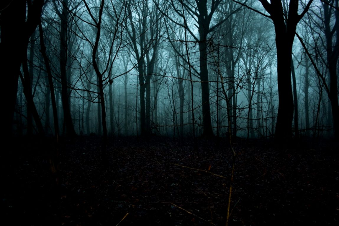 Foggy Forest At Night Time