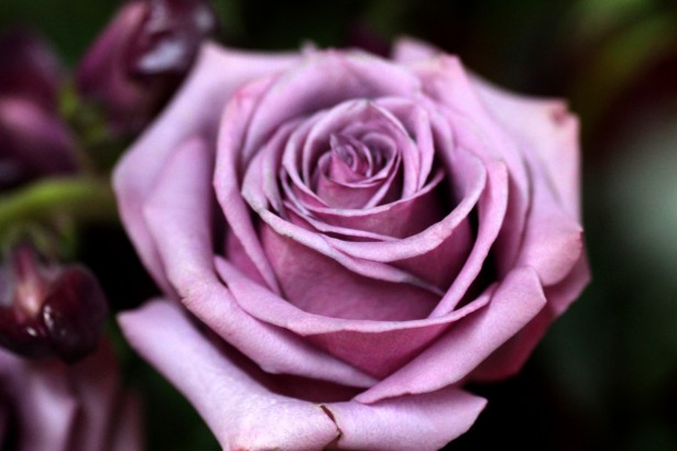 Lavender Roses Images