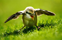 fledgling flight got wings